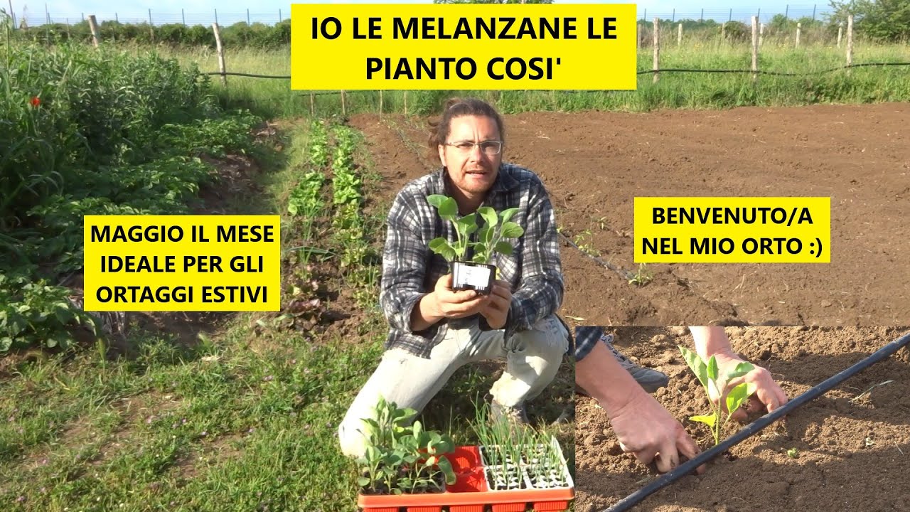 Piantare le melanzane con le cipolle nell'orto - Io le pianto così :)