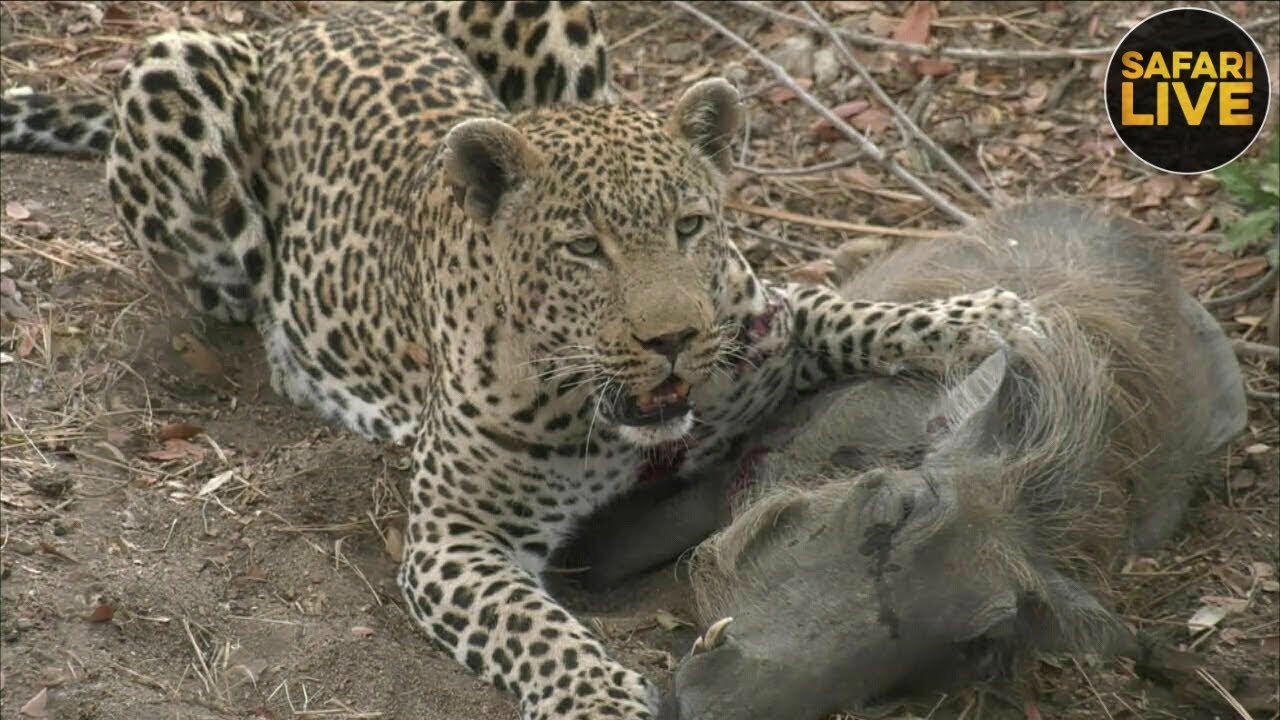 safariLIVE - Sunrise Safari - September 25, 2018 - Part 1